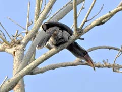 21_DSCN1170_Malabar Grey Hornbill