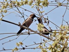 23_DSCN0247_Black-throated Munia