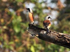 24_DSCN1146_Bay-backed Shrike