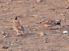 27_DSCN0841_Malabar Lark