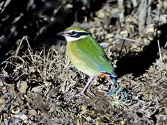 28_DSCN0961_Indian Pitta