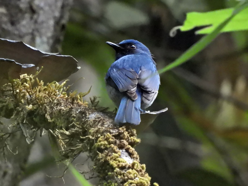 07_DSCN1714_White-bellied Blue Flycatcher