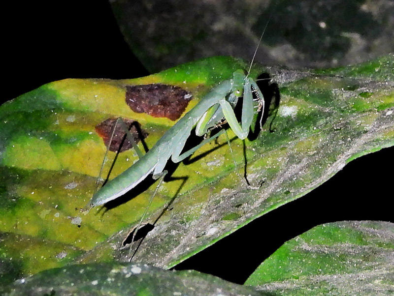 09_DSCN2710_Gottesanbeterin