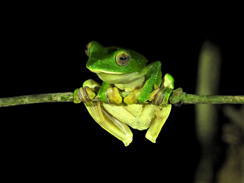 10_DSCN1796_Malabar Gliding Frog