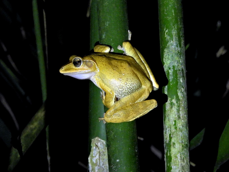 11_DSCN1926_Polypedates occidentalis