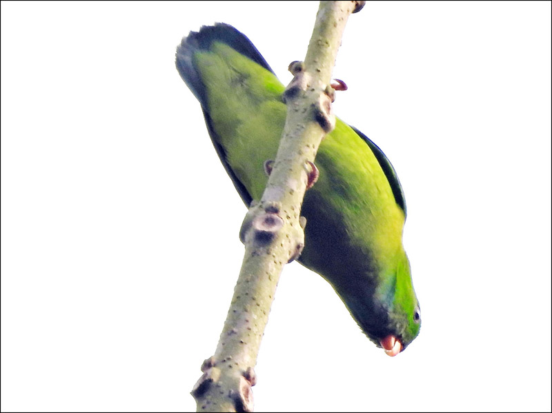 14_DSCN2092_Vernal Hanging-Parrot