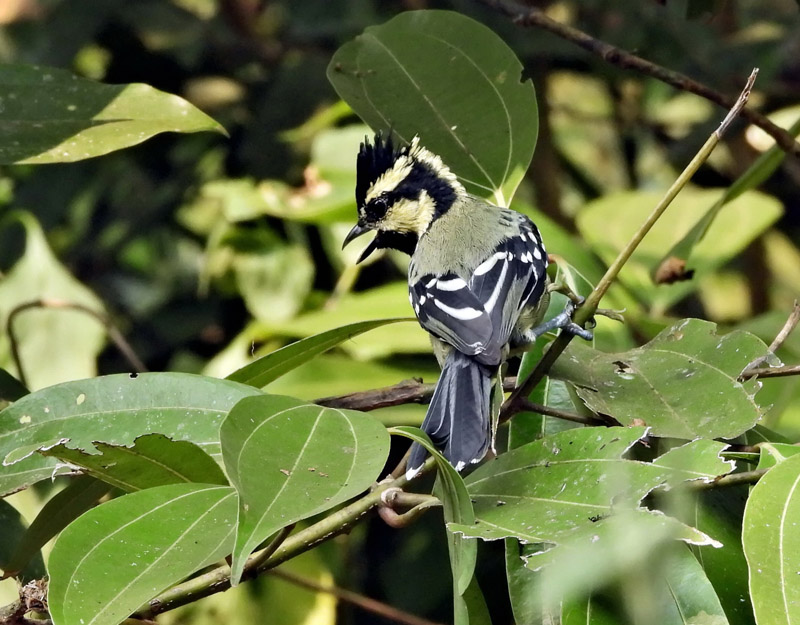 15_DSCN2248_Indian Yellow Tit