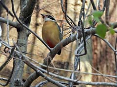 01_DSCN1336_Indian Pitta
