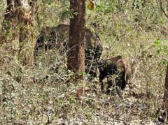 02_DSCN1423_Indian elephant