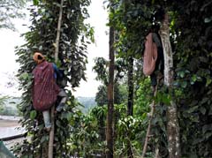 03_DSCN1541_Pfeffer-Ernte