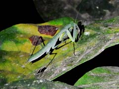 09_DSCN2710_Gottesanbeterin