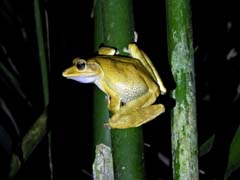 11_DSCN1926_Polypedates occidentalis