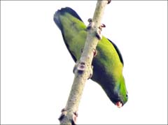 14_DSCN2092_Vernal Hanging-Parrot