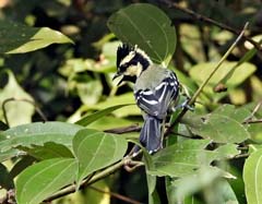 15_DSCN2248_Indian Yellow Tit