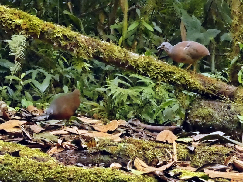 12_P1000225mp4_tinamu_snap