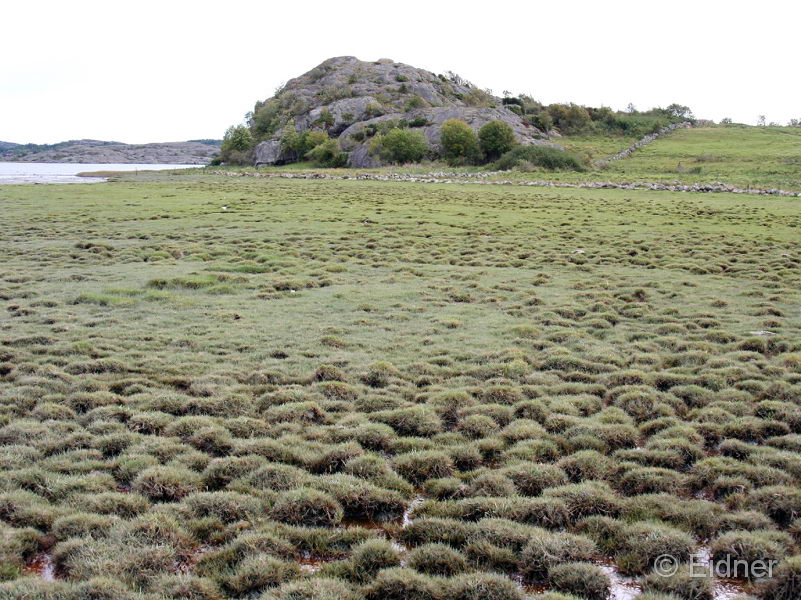 06_CD_411_0374_HI-Saeby-Tjoern