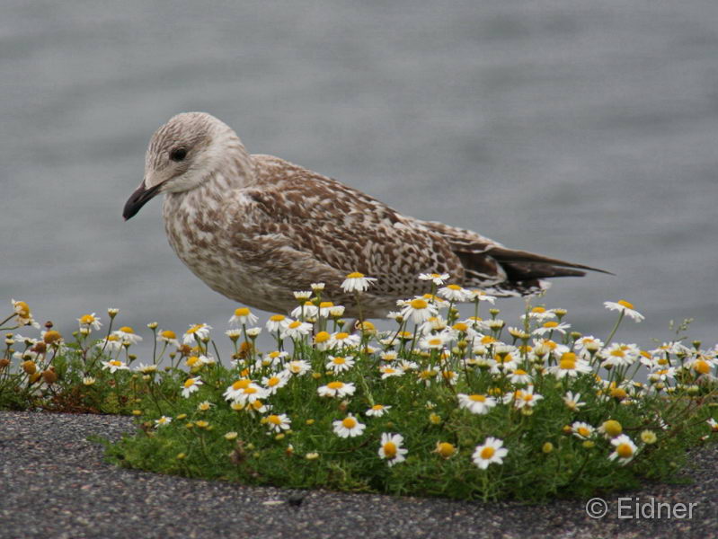 15_CD_411_1025_junge-Silbermoewe