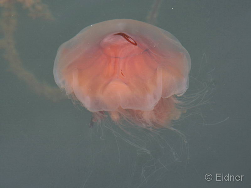 16_CD_412_0311_Qualle-bei-Djupvik-auf-Tjoern