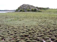 06_CD_411_0374_HI-Saeby-Tjoern