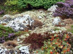 14_CD_412_0233_farbenpraechtige-Schaeren-Vegetation