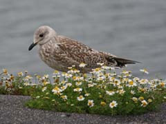 15_CD_411_1025_junge-Silbermoewe