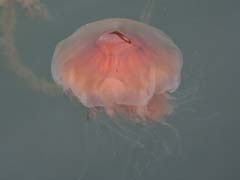 16_CD_412_0311_Qualle-bei-Djupvik-auf-Tjoern