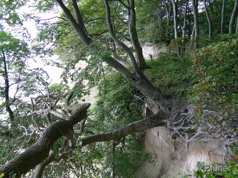12_P1260672_Kreidefelsen