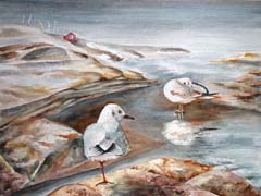 2008_02_RE_Aquarell_Lachmöwen-auf Schären