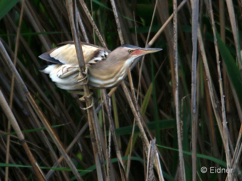 01_IMG_7865_GR_Zwergdommel