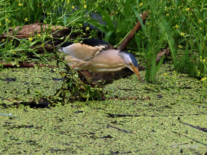 03_IMG_8538_GR_Zwergdommel