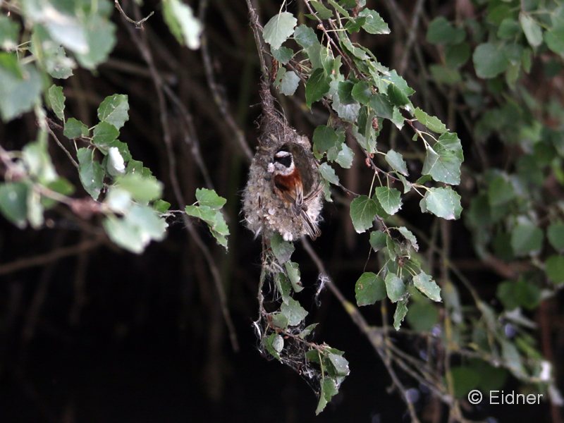 05_IMG_8106_GR_Beutelmeise