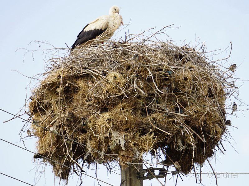 06_DSC07147_GR_Weißstorchnest-Spatzen