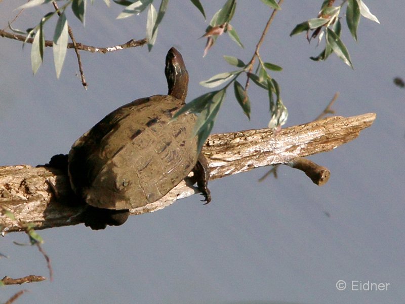 07_IMG_8042_GR_Schildkroete