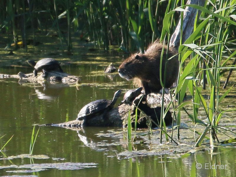08_IMG_0717_GRNutria-Schildkroeten