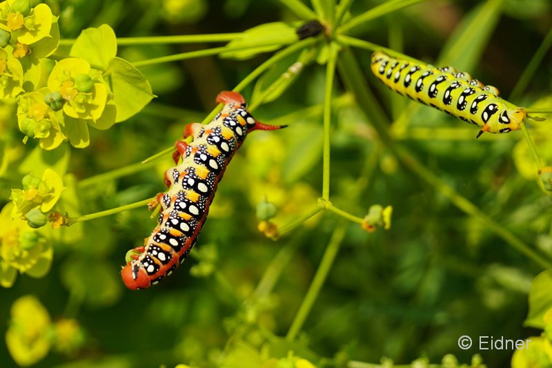09_DSC07277_GR_Wolfsmilchschwaermer