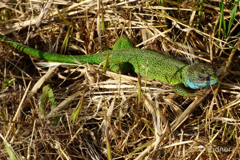 10_P1170278_GR_Smaragdeidechse