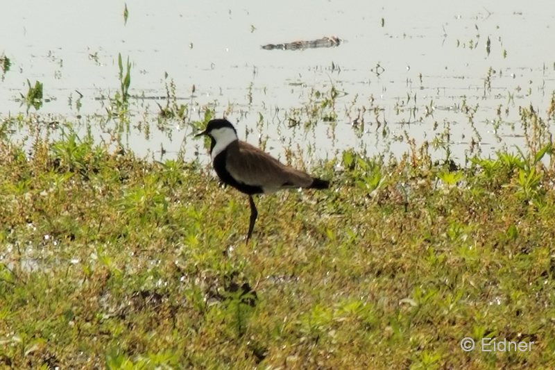 11_GR_S8-Phonescoping_Spornkiebitz