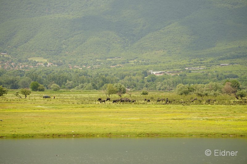 12_DSC07746_GR_Wasserbueffel_KerkiniSee