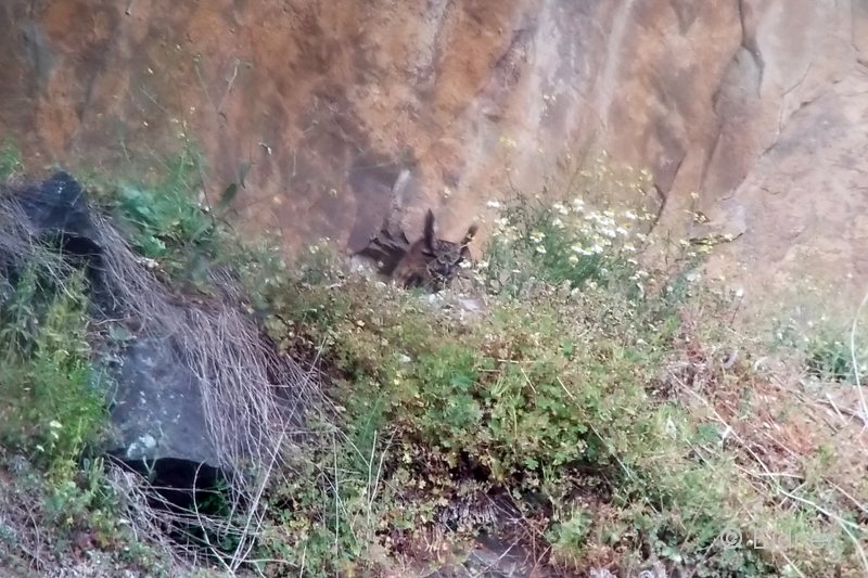 15_GR_S8-Phonescoping_Uhu