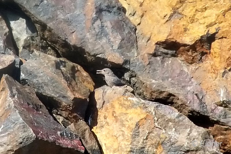 16_GR_S8-Phonescoping_Blaumerle-juv