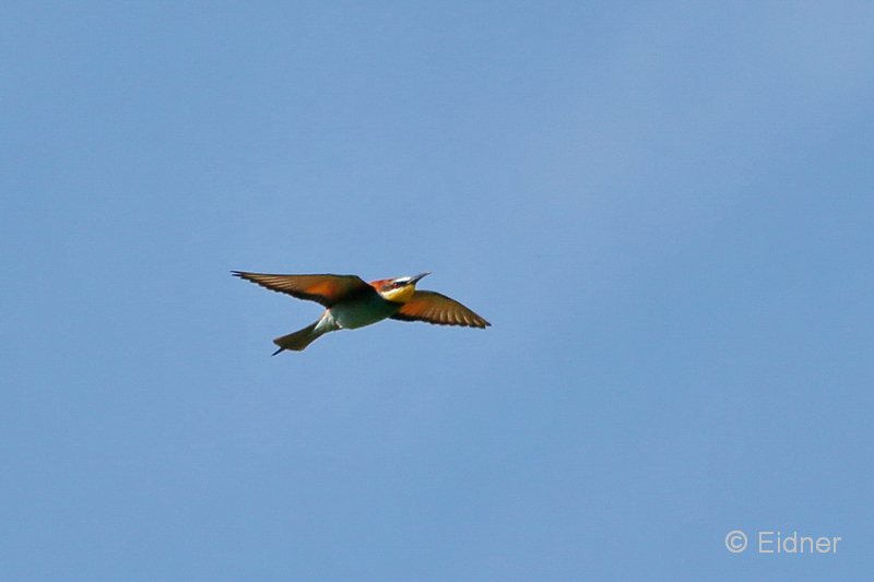 17_IMG_0212_GR_Bienenfresser