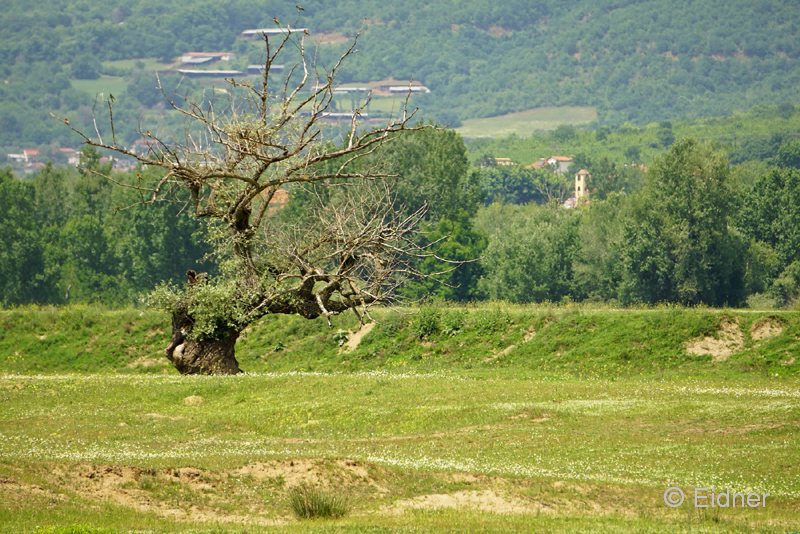 18_DSC0740_GR_Bienenfresser-Brutplatz