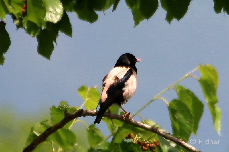 19_IMG_8252_GR_Rosenstar