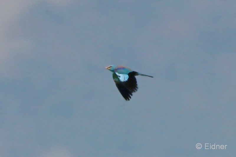 20_IMG_0370_GR_Blauracke