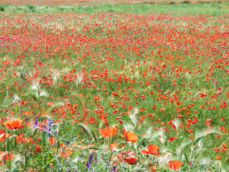 21_S8_GR_Blumenwiese