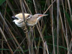 01_IMG_7865_GR_Zwergdommel