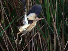02_IMG_7867_GR_Zwergdommel-Abflug