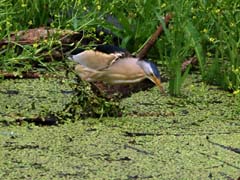 03_IMG_8538_GR_Zwergdommel