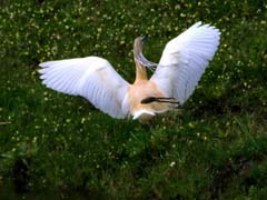 04_IMG_8393_GR_Rallenreiher