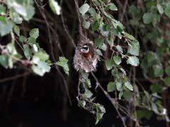 05_IMG_8106_GR_Beutelmeise